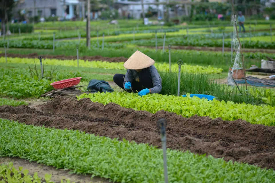 Vườn cây ăn trái sau thu hoạch