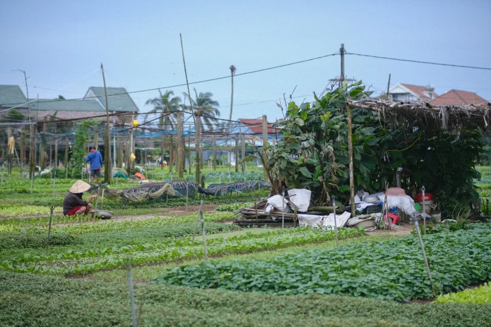 Cận cảnh quả chín trên cành