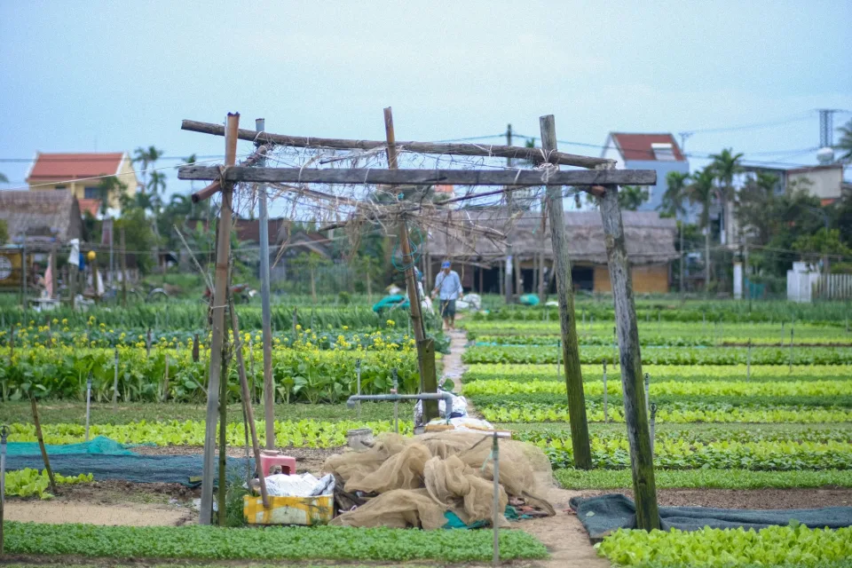 Nông sản đang có